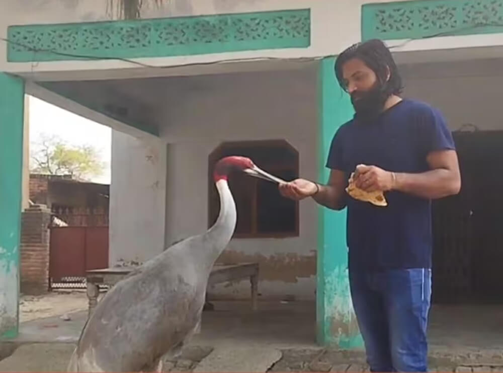 Viral News: Helped the stork in bad times