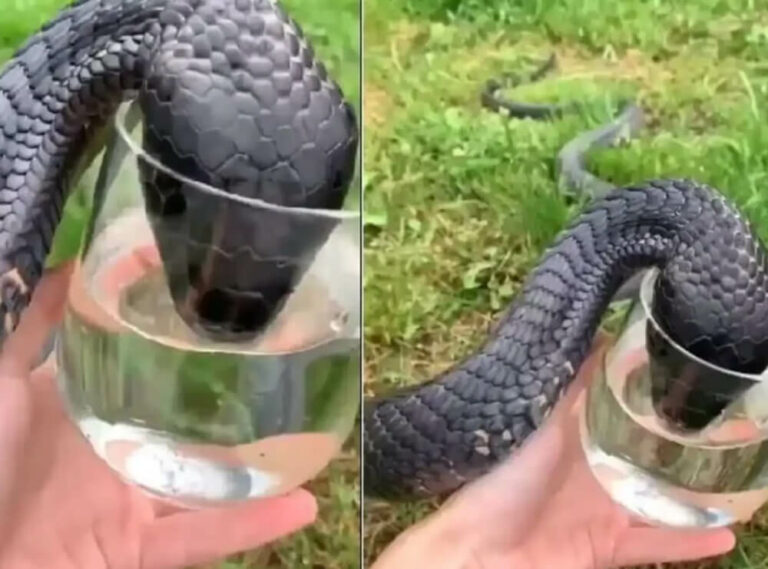 Cobra Viral Video (How Snake Drinks Water From Glass)